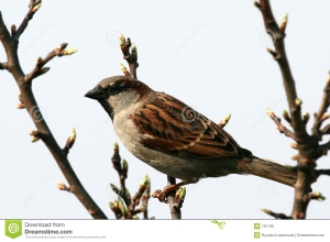 house-sparrow-791726[1]